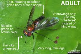 Attēlu rezultāti vaicājumam “Dolichopodidae”