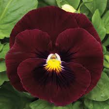 Image result for Viola x wittrockiana `Hiemalis`