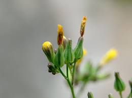 Attēlu rezultāti vaicājumam “Oxalis corniculata fruit”