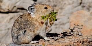 Attēlu rezultāti vaicājumam “Pica pica adult”