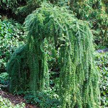 Attēlu rezultāti vaicājumam “Larix”