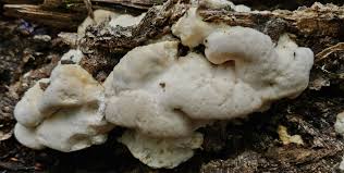 Attēlu rezultāti vaicājumam “Postia tephroleucus”