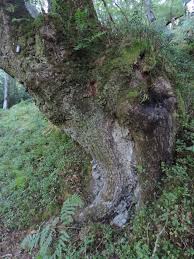 Attēlu rezultāti vaicājumam “Arthonia byssacea”