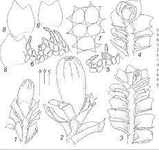 Attēlu rezultāti vaicājumam “Lophozia longiflora”