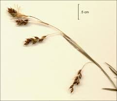 Attēlu rezultāti vaicājumam “Carex capillaris”