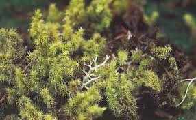 Attēlu rezultāti vaicājumam “Racomitrium canescens”