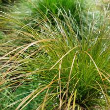 Attēlu rezultāti vaicājumam “Carex panicea”