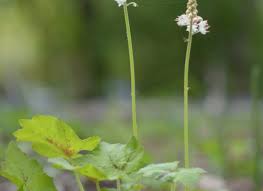 Attēlu rezultāti vaicājumam “Saxifragaceae”
