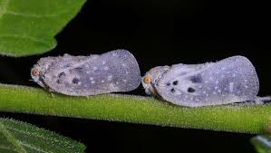 Attēlu rezultāti vaicājumam “Planaphrodes sp.”