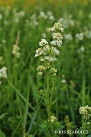 Attēlu rezultāti vaicājumam “Galium schultesii flower”