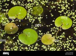 Attēlu rezultāti vaicājumam “Hydrocharis morsus-ranae leaf”