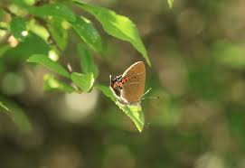 Attēlu rezultāti vaicājumam “Satyrium ilicis underside”