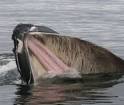 Facts on Whales | Speak Up For The Blue