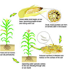 Attēlu rezultāti vaicājumam “Stemonitopsis hyperopta var. landewaldii stalked”