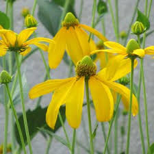 Attēlu rezultāti vaicājumam “Fraxinus pennsylvanica female flower”