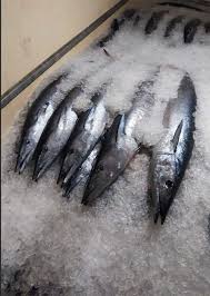 Image result for Acanthocybium solandri