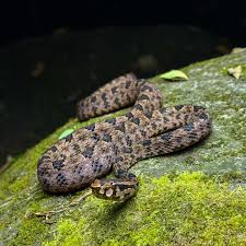Attēlu rezultāti vaicājumam “Vipera berus adult”