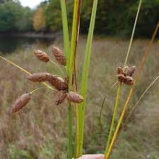 Attēlu rezultāti vaicājumam “Schistidium robustum sporophyte”