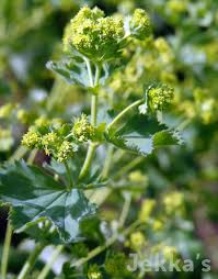 Attēlu rezultāti vaicājumam “Alchemilla vulgaris aggr. flower”