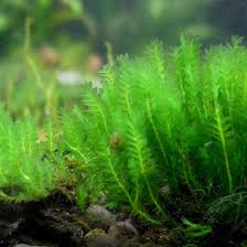 Attēlu rezultāti vaicājumam “Leptodictyum riparium”