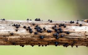 Attēlu rezultāti vaicājumam “Melanospora lagenaria”