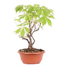 Image result for parthenocissus bonsai