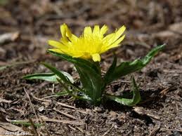 Attēlu rezultāti vaicājumam “Scorzonera humilis bud”