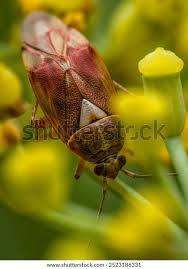 Attēlu rezultāti vaicājumam “Lygus pratensis imago”