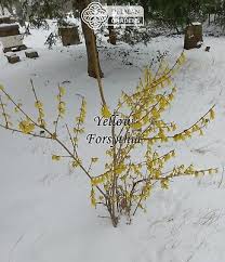 Attēlu rezultāti vaicājumam “Forsythia suspensa”