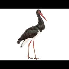 Attēlu rezultāti vaicājumam “Ciconia nigra adult”