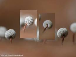 Attēlu rezultāti vaicājumam “Didymium proximum spores”