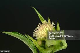 Attēlu rezultāti vaicājumam “Cirsium oleraceum flower”