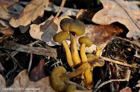 Attēlu rezultāti vaicājumam “Leotia lubrica”