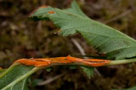 Attēlu rezultāti vaicājumam “Triphragmium ulmariae”