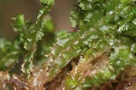 Attēlu rezultāti vaicājumam “Barbilophozia barbata”