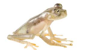 Attēlu rezultāti vaicājumam “Nardia geoscyphus”