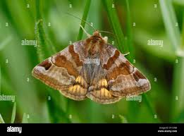 Attēlu rezultāti vaicājumam “Euclidia glyphica”