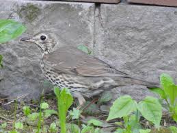 Attēlu rezultāti vaicājumam “Turdus philomelos adult”