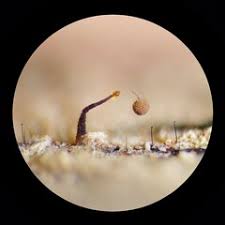 Attēlu rezultāti vaicājumam “Clastoderma debaryanum spores”