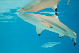 Image result for Carcharhinus limbatus