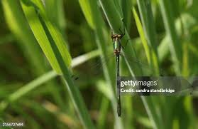 Attēlu rezultāti vaicājumam “Lestes dryas”