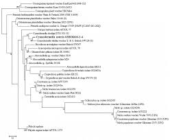 Attēlu rezultāti vaicājumam “Petractis sp.”