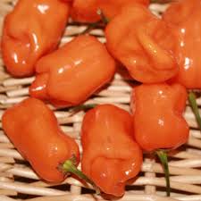 Afbeeldingsresultaat voor orange habanero hot pepper