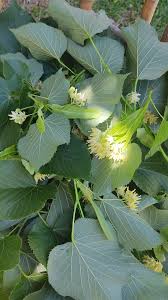 Attēlu rezultāti vaicājumam “Tilia x moltkei”