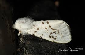 Attēlu rezultāti vaicājumam “Spilosoma lubricipeda”