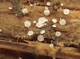 Attēlu rezultāti vaicājumam “Hyaloscypha hyalina”