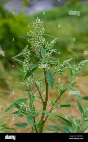 Image result for Chenopodium album
