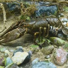 Attēlu rezultāti vaicājumam “Astacus astacus”
