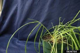 Attēlu rezultāti vaicājumam “Bromus secalinus”