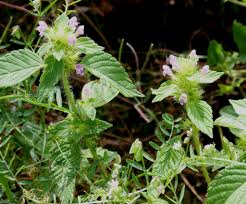 Attēlu rezultāti vaicājumam “Galeopsis bifida leaf”
